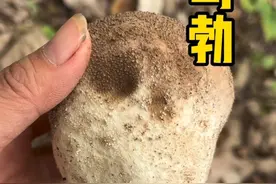 农村常见的马皮泡，可是很多miao用的宝贝哦！#新农人计划2023 #植物科普 #三农 #识百草