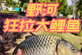 野河狂拉大鲤鱼，钓点定位准确。#原来钓鱼才是抖音运动顶流 #2024dou来钓鱼 #钓鱼人 #野钓鲤鱼