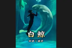 白鲸，海洋中的小可爱，喜欢吓唬小孩#白鲸 #动物解说视频封面