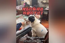 狗狗成精了！麻将神犬的逆袭 #养狗的乐趣 #创作者中心 #创作灵感 #不养狗不知道养狗的乐趣 #狗狗的心思都写在脸上了