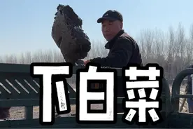 在东北春季的白菜是这样抢早的！ #育苗#三农种植 #白菜 #乡村生活家 #新农人计划2025