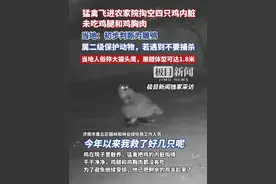 猛禽凌晨飞进山东农家院掏空四只大公鸡内脏，当地：初步判断为雕鸮，属二级保护动物（独家采访）