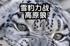 雪豹力战五头高原狼！#现场实拍 #精彩瞬间 #与猛兽同行纪录片 #视觉视频封面