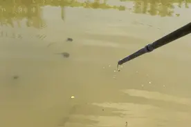 选位置大河的拐角处有甲鱼视频封面