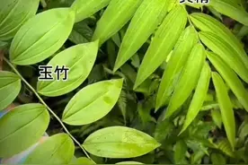 黄精和玉竹的区别你们知道吗#黄精 #玉竹#植物科普