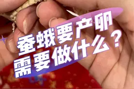 蚕蛾要产卵了，我们需要做什么准备工作？蚕蛾产卵过程。#养蚕日记 #蚕蛾产卵 #蚕蛾