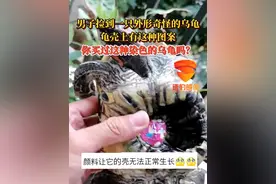 男子捡到一只外形奇怪的乌龟，龟壳上有这种图案。你买过这种染色的乌龟吗？@抖音短视频 #乌龟 #油漆乌龟 #神操作 #没有买卖就没有伤害