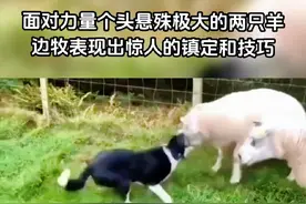 边牧如何控制倔强的羊#血脉压制真的是很强悍 #边牧 #宠物 #原来边牧是这样放羊的 #眼神交流