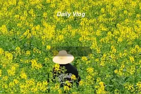 今年的花，你看过了吗？ #曲靖老村长 #罗平油菜花视频封面