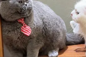 如果把福福这种性格的猫咪放在野外… #万物可爱计划#记录猫咪日常#麦富迪霸弗烘焙猫粮视频封面