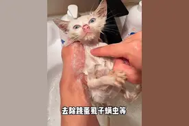 不要给猫用人用的沐浴露，人和猫皮肤酸碱度不一样，人用的还不能舔舐，所以还是用宠物专用的吧#萌宠好物 #新手养猫