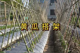 黄瓜搭架子方法，后期怎么修剪管理 #我的小菜园