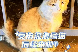 家人们还记得，前段时间受伤的流浪橘猫么，经过一段时间的治疗，今天它过来了，发现结痂掉了，伤口恢复的挺好！#被爱会疯狂长出血肉 #每个生命都应该被尊重 #温柔的流浪小猫咪
