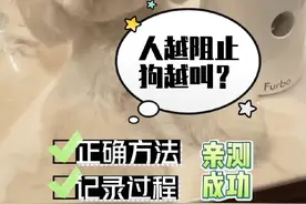 快速阻止狗吠叫的正确方法来咯，亲测成功！使用Furbo狗狗摄像机，它能立刻打断狗吠叫，一个人就能远程操作。若想彻底纠正狗狗乱吠叫行为，按视频的方法至少要每天花5分钟、为期一个月的时间训练。记得长期巩固，要坚持~#furbo狗狗摄像机 #训犬 #狗叫扰民 #萌宠好物 #创作灵感