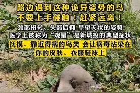路边遇到这种诡异姿势的鸟，不要上手碰触！赶紧远离！颈部扭转、头部后仰，呈望天状的姿势，医学上被称为“观星”，是新城疫的典型症状。抚摸、靠近得病的鸟类，会让病毒沾染在你的皮肤、衣服鞋袜上。