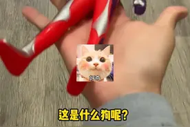 这是什么狗呢 这种狗狗你知道吗#狗 #狗狗 #谐音梗视频封面