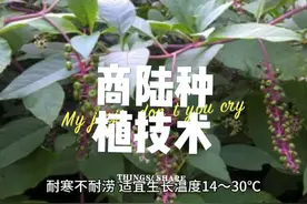##药材种植 #中药本草 #商陆种植技术