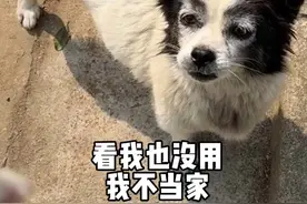 小奶狗后续来了#小奶狗#记录真实生活#农村日常#新农人2024视频封面