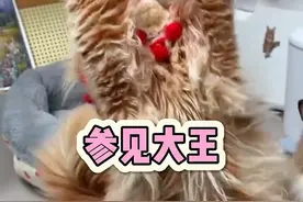 猫咪是怎么表示感谢的#缅因猫 #萌宠 #铲屎官的乐趣 #猫咪 #记录猫咪日常视频封面