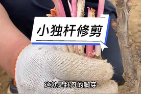 独杆牡丹修剪 小独杆牡丹树春季要及时拿掉脚芽#牡丹 #牡丹种植 #牡丹养护 #独杆牡丹视频封面