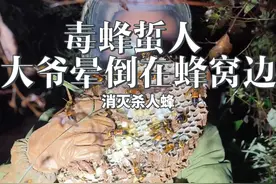 大爷被剧毒虎头蜂蛰伤，严重过敏反应，直接晕倒在蜂窝边，欢子紧急支援#金环虎头蜂 #马蜂酒作用与功效 #捅马蜂窝 #杀人蜂 #无人机追马蜂