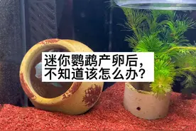 迷你鹦鹉鱼产卵后不知道该怎么办的赶快收藏备用吧#新手养鱼视频封面