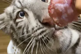 眼里只有小鸡腿✨ #被迫营业的猫猫 #全抖音寻找萌主候选人 #白虎 #宫百万视频封面