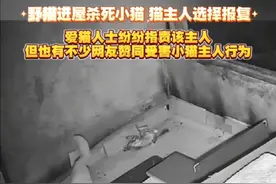 野猫进屋杀死小猫 猫主人选择报复 爱猫人士纷纷指责该主人 但也有不少网友赞同受害小猫主人行为 #野猫 #爱猫人士 #虐猫 #报复 #网友