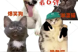 猫meme里的猫都在干什么？万恶之源第6弹！#猫meme #跳舞猫 #猫咪的迷惑行为#康妮宠猫视频封面