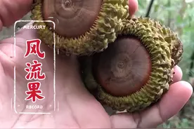 这就是风流果，它果实坚硬，形式陀螺，据有着很高的应用价值，你的家乡还有这种植物吗？#风流果 #益肾子 #中药材 #植物科普视频封面