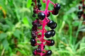 高仿的有毒果实#商陆 #马栗 #颠茄