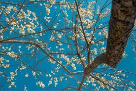 【拍照教程】 梅花怎么利用构图和视角拍出极简的高级感#抖音摄影美学大赏 #拍照教程 #梅花 #拍照技巧