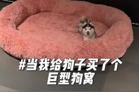当我给狗子买了个巨型狗窝.. #万物可爱计划 #宅家治愈记视频封面