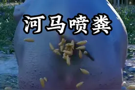 河马拉粪便为什么不停的甩尾巴？ #科普一下 #涨知识 #粪便 #河马视频封面