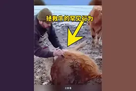 #拯救牛罕见的行为。 #奇闻趣事 #科普知识 #热门推荐视频封面