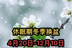 一起来见证一棵树的成长，一起享受从无到有的过程#原创作品 #现场实拍 #抖音助农 #种植小技巧 #我的花花草草🌸🌸