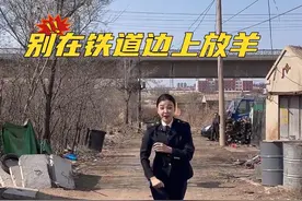 禁止在铁路线路安全保护区内放养牲畜 #影老板 #听东北人科普铁路太上头了