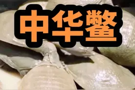 你真的了解中华鳖吗？感谢@钝角 @阿文Reptile🦎 为本条视频提供重要的影像素材#中华鳖 #神奇动物在抖音 #保护本土物种 #养龟日常 #萌宠 @DOU+小助手