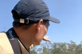 分享如何找按树林的野生蜜蜂#户外找蜂 #蜜蜂 #三农 #野生蜂蜜