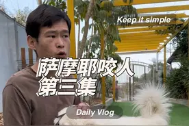 大年三十咬主人的萨摩耶 #萨摩耶咬人 #狗狗咬人 #宠物#科学养宠攻略 #养狗经验分享