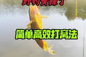 今天才知道，野钓黄辣丁这样打窝，成本低钓鱼快，越钓鱼越多视频封面