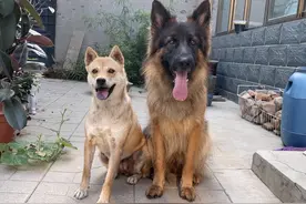 田园犬抓老鼠真霸道，一击必杀，今天汪汪立大功了#田园生活小院视频封面