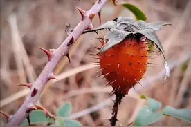 金樱子又叫糖罐子，壮肾果，现在正是采收的季节#你的家乡有这种植物吗 #金樱子 #识百草 #植物科普视频封面