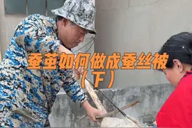 蚕茧如何做成蚕丝被（下） 前几天河北保定的的一位姐姐拿来了一包朋友送的蚕茧想做床蚕丝被，他这个蚕茧比一般个人养的质量要好一些，唯一的缺点就是蚕茧里面有很多没有抠出来的蚕蛹，以及内壁上有太多的黑膜，都需要花时间一个一个的重新清理一遍，关键是里面的黑膜还无法处理干净， 但是不影响蚕茧的使用，只是到时候做出来的被子可能会有一些黑点，昨天对蚕茧进行了处理，处理起来还是比较复杂，先是需要把蚕茧装进布袋子里面，因为他这个蚕茧比较多一锅煮不下所以分成了两锅煮，然后在锅里面加上清水，放点秘密佐料，佐料放的要适中不然对蚕丝质量会有影响，再把装好的蚕茧放进锅里面煮，煮的时间也得把控好不然对蚕茧的质量也有影响， 开锅之后大概30分钟就差不多了，煮好之后捞出来清洗，需要多清洗几遍，直到把水洗清为止，最后再晾晒，今天蚕茧晒干了开始做被子#蚕茧如何做成蚕丝被 #蚕茧做蚕丝被的过程 #蚕茧做蚕丝被 #蚕丝被