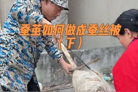 蚕茧如何做成蚕丝被（下） 前几天河北保定的的一位姐姐拿来了一包朋友送的蚕茧想做床蚕丝被，他这个蚕茧比一般个人养的质量要好一些，唯一的缺点就是蚕茧里面有很多没有抠出来的蚕蛹，以及内壁上有太多的黑膜，都需要花时间一个一个的重新清理一遍，关键是里面的黑膜还无法处理干净， 但是不影响蚕茧的使用，只是到时候做出来的被子可能会有一些黑点，昨天对蚕茧进行了处理，处理起来还是比较复杂，先是需要把蚕茧装进布袋子里面，因为他这个蚕茧比较多一锅煮不下所以分成了两锅煮，然后在锅里面加上清水，放点秘密佐料，佐料放的要适中不然对蚕丝质量会有影响，再把装好的蚕茧放进锅里面煮，煮的时间也得把控好不然对蚕茧的质量也有影响， 开锅之后大概30分钟就差不多了，煮好之后捞出来清洗，需要多清洗几遍，直到把水洗清为止，最后再晾晒，今天蚕茧晒干了开始做被子#蚕茧如何做成蚕丝被 #蚕茧做蚕丝被的过程 #蚕茧做蚕丝被 #蚕丝被