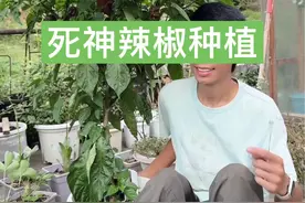 世界上最辣的辣椒之一，死神辣椒的种植方法全过程 历时半年从种子到成熟#新农人计划2024
