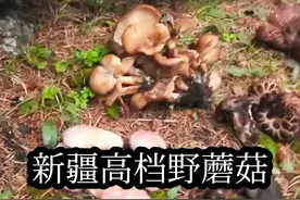 采到几种新疆高档的野蘑菇，你认识几种呢？#自驾游 #秘境 #捡菌子的乐趣 #旅行大玩家 #创作灵感视频封面