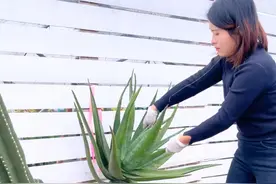 🏡花池乱糟糟怎么种才好看 花池这样种好看还好养#别墅庭院植物 #种植小技巧 #庭院景观 #植物造景 #花卉绿植视频封面