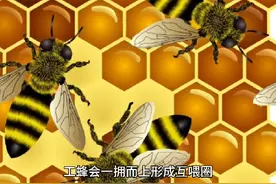 蜂王的诞生过程如下：  蜂王产卵：蜂王与雄蜂交尾后视频封面