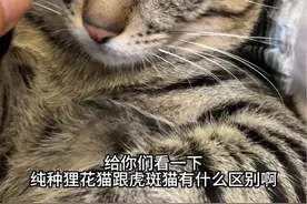 快速区分纯种狸花猫跟虎斑猫！#狸花猫 #我和我的怨种猫咪 #10斤的猫9斤的反骨 #这是我一手养大的猫 #撸猫的第一视角